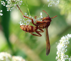 Polistes apachus texanus