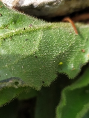 Hieracium amplexicaule