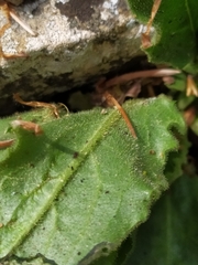 Hieracium amplexicaule