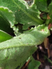 Hieracium amplexicaule