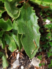 Hieracium amplexicaule