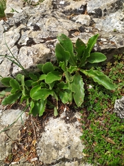 Hieracium amplexicaule