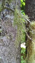 Evernia divaricata
