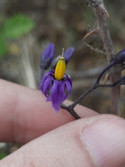Solanum dulcamara