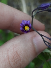 Solanum dulcamara