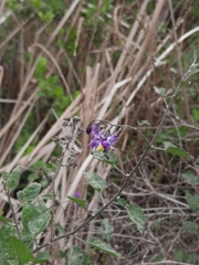 Solanum dulcamara