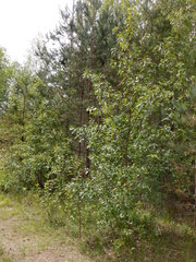Populus longifolia