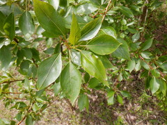 Populus longifolia
