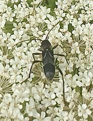 Chlorophorus ruficornis