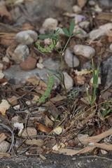 Hippocrepis ciliata