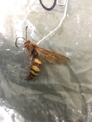Sphecius