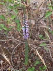 Anarrhinum bellidifolium