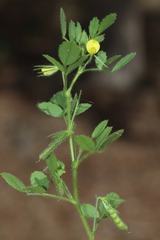 Ononis ornithopodioides