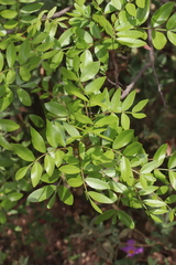 Pistacia × saportae