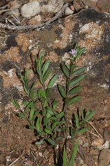 Polygala rupestris