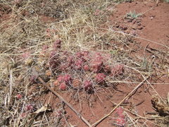 Tephrocactus verschaffeltii