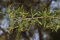 Rhamnus lycioides