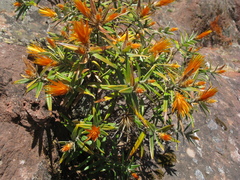 Chuquiraga longiflora
