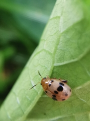 Argopistoides septempunctata