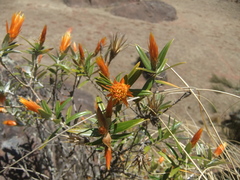Chuquiraga longiflora