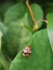 Argopistoides septempunctata