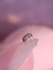 Exillis