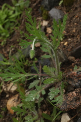 Papaver albiflorum