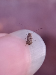 Exillis