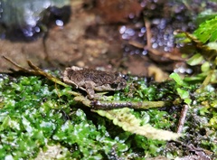 Leptobrachella feii