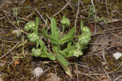 Valerianella discoidea