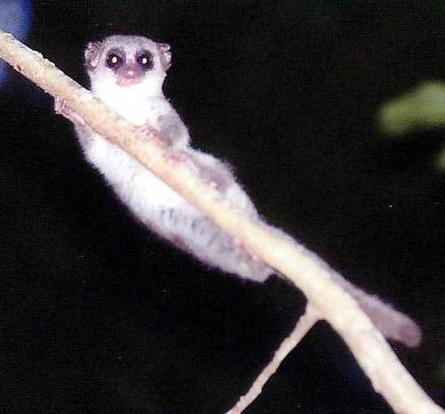 Western Fat-tailed Dwarf Lemur