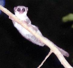 Lesser Dwarf Lemur photo 2