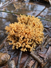 Ramaria capitata