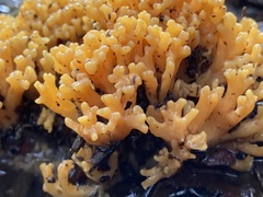 Ramaria capitata