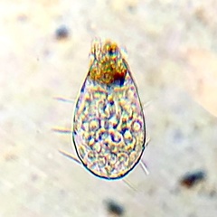 Euglypha