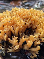 Ramaria capitata
