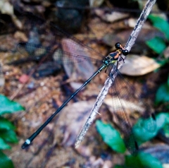 Neurolestes trinervis