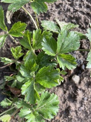 Waldsteinia