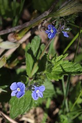 Veronica chamaedrys