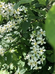 Prunus padus