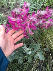 Hedysarum argyrophyllum