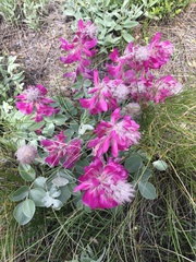 Hedysarum argyrophyllum