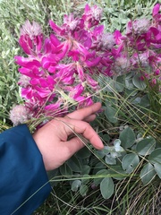 Hedysarum argyrophyllum