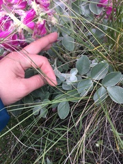 Hedysarum argyrophyllum