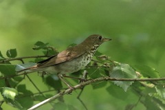 Catharus bicknelli
