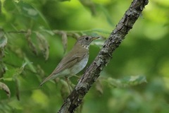 Catharus bicknelli