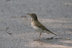 Catharus bicknelli