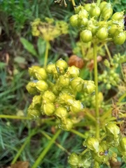 Smyrnium olusatrum