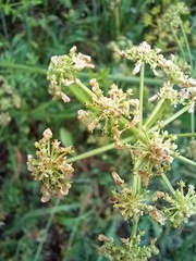 Smyrnium olusatrum