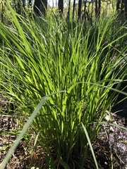 Carex acuta